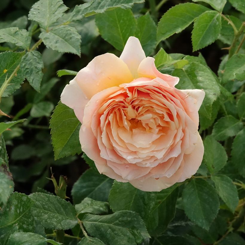 Rosal English Legend Sherlock Holmes (Floración)