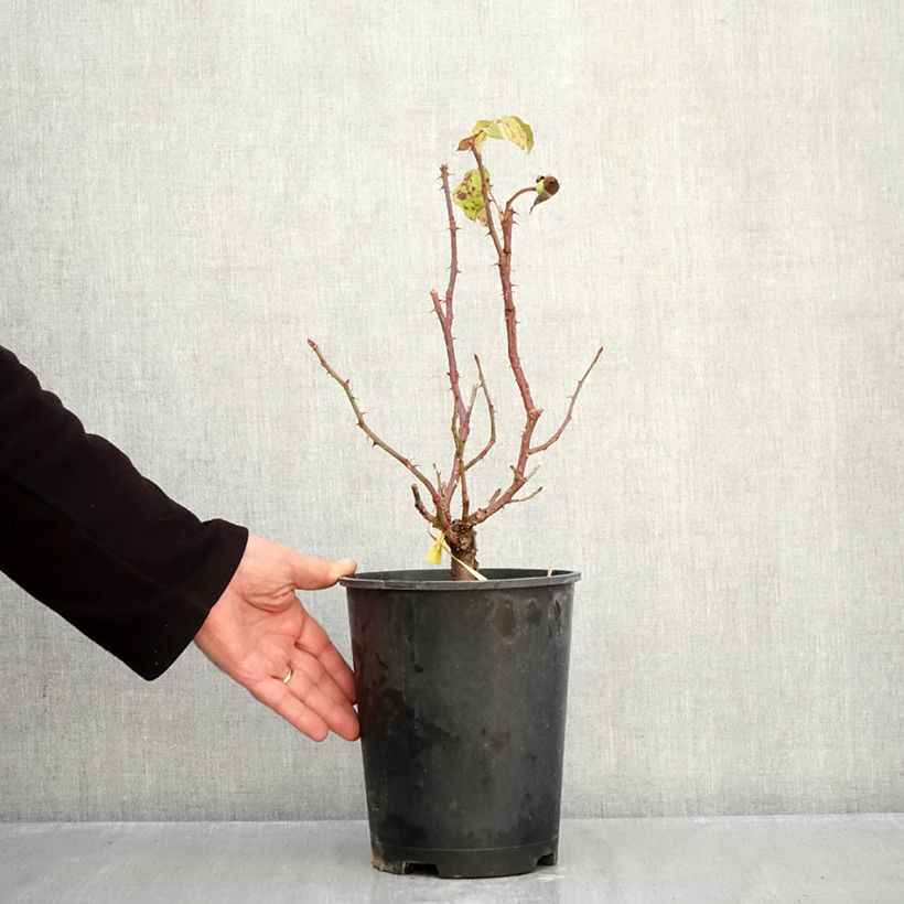 Ejemplar de Rosal English Legend Sir Lancelot Maceta 4L/5L entregado en otoño