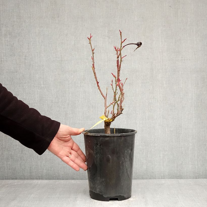 Rosal English Legend Sir Lancelot Maceta 4L/5L Ejemplar entregado en invierno