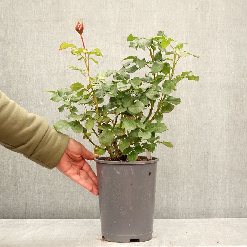 Rosal English Legend Sir Lancelot Maceta 4L/5L Ejemplar entregado en la primavera
