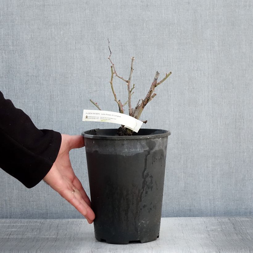 Rosal Alden Biesen Maceta 4L/5L Ejemplar entregado en invierno