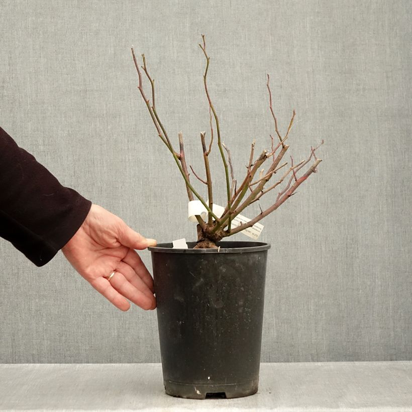 Ejemplar de Rosal Allevia Maceta 4L/5L entregado en otoño