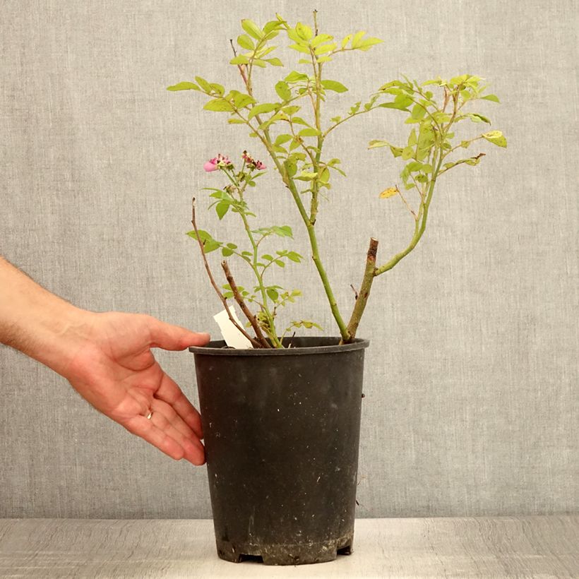 Ejemplar de Rosal Allevia Maceta 4L/5L entregado en verano