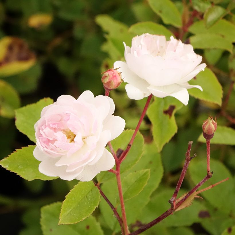 Rosal Annelies (Floración)