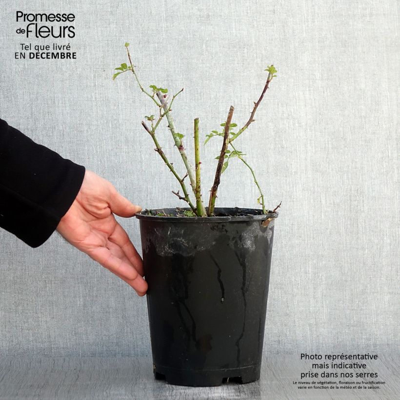 Ejemplar de Rosal Annelies Maceta 4L/5L entregado en otoño