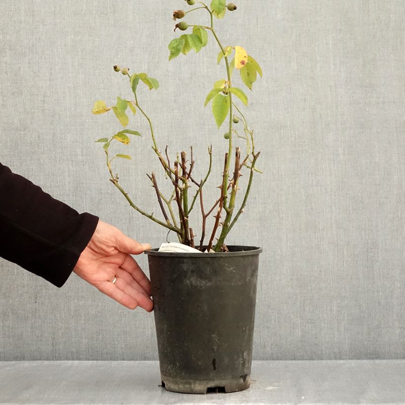 Ejemplar de Rosal Apricot Bells Maceta 4L/5L entregado en otoño