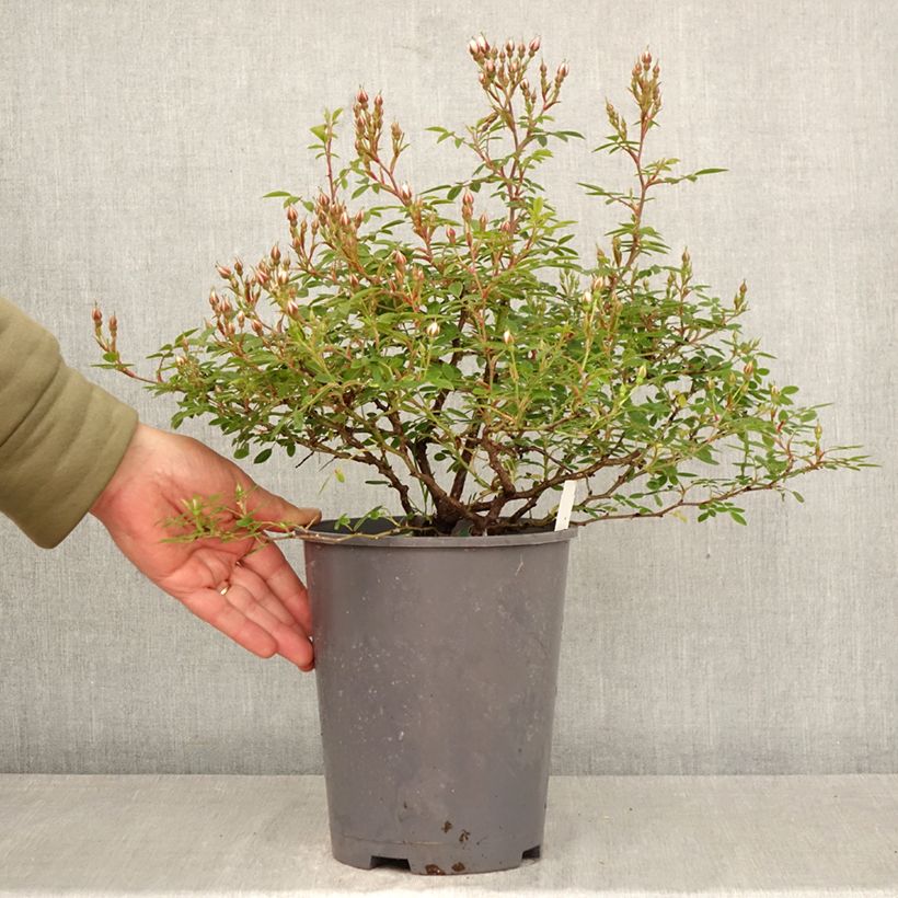 Rosal Belgian lace Maceta 4L/5L Ejemplar entregado en la primavera