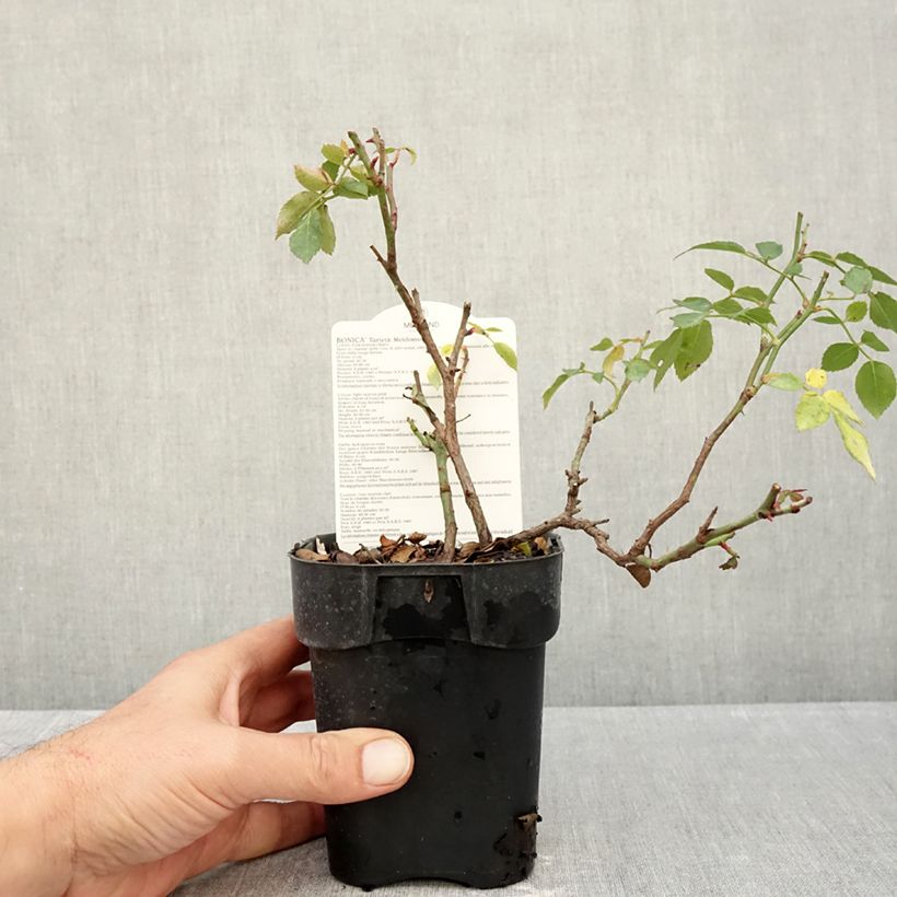 Ejemplar de Rosal Bonica Maceta de 10 cm/11 cm entregado en otoño