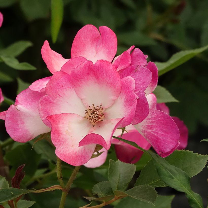 Rosal Bukavu Lenbrirus (Floración)