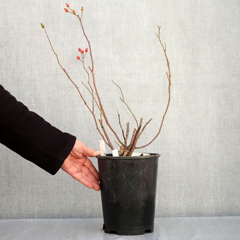 Ejemplar de Rosal Bukavu Lenbrirus Maceta 4L/5L entregado en otoño