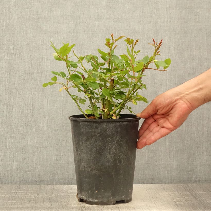 Rosal Bukavu Lenbrirus Maceta 4L/5L Ejemplar entregado en la primavera