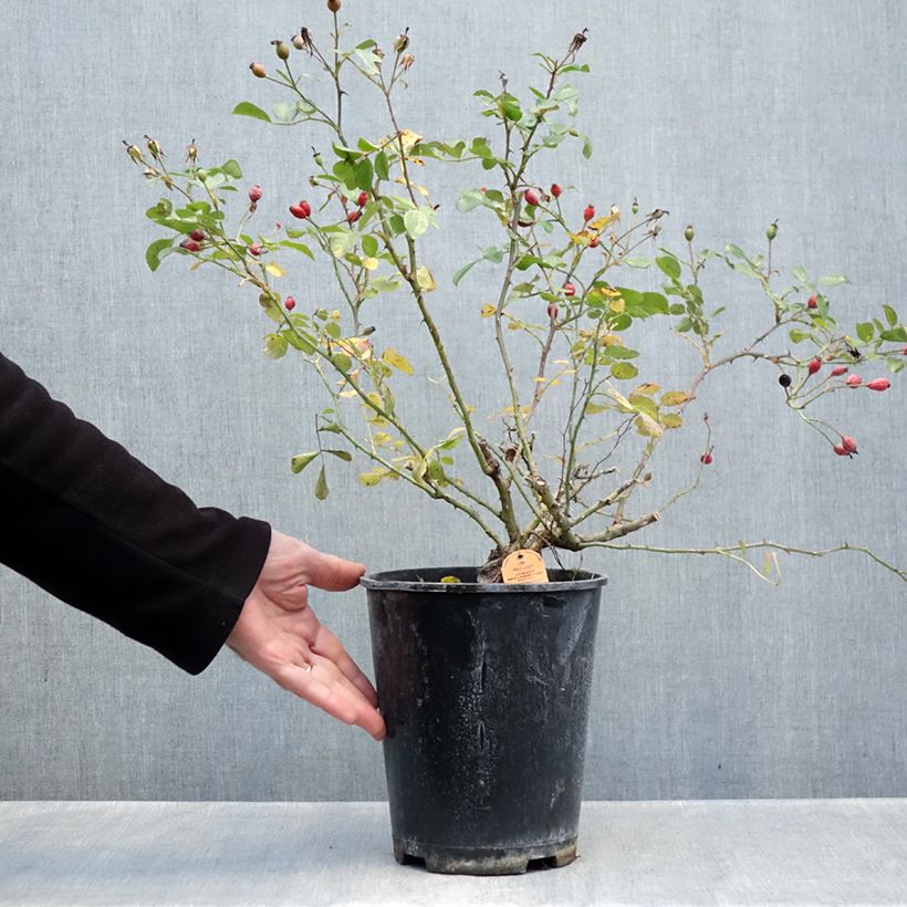 Ejemplar de Rosal Candia Meillandecor - Rosal tapizante Maceta 4L/5L entregado en otoño