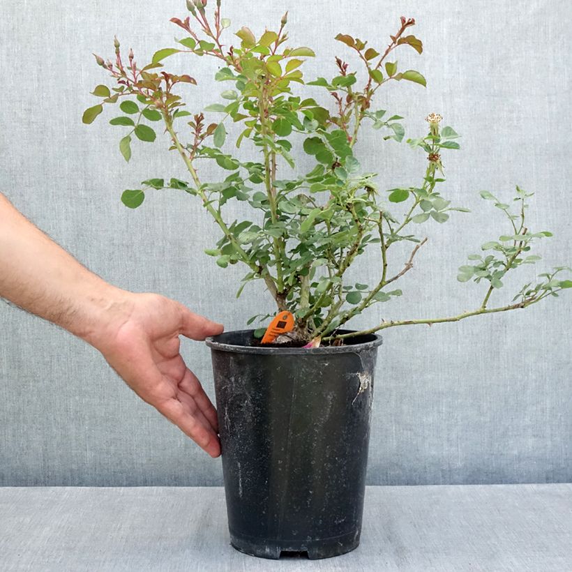 Ejemplar de Rosal Candia Meillandecor - Rosal tapizante Maceta 4L/5L entregado en verano