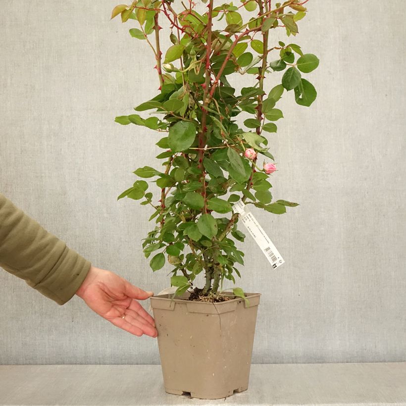 Rosal Centenaire de Lourdes Maceta 4L/5L Ejemplar entregado en la primavera