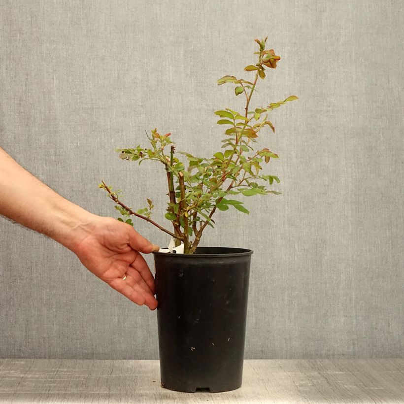 Rosal Chateau de Munsbach Maceta 4L/5L Ejemplar entregado en la primavera