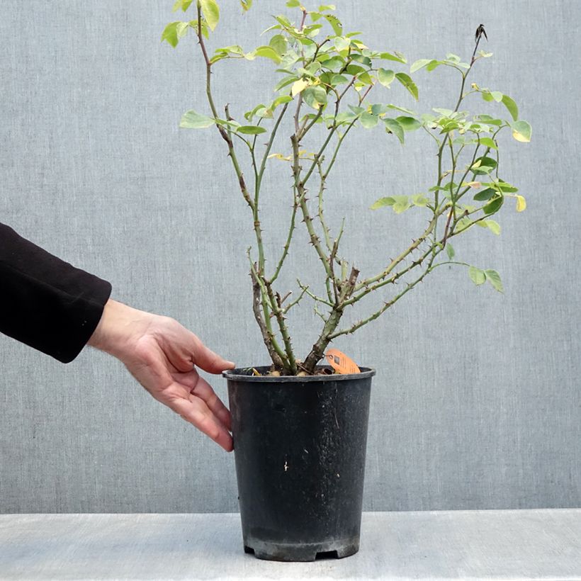 Ejemplar de Rosal Deborah Meillandecor - Rosal tapizante Maceta 4L/5L entregado en otoño