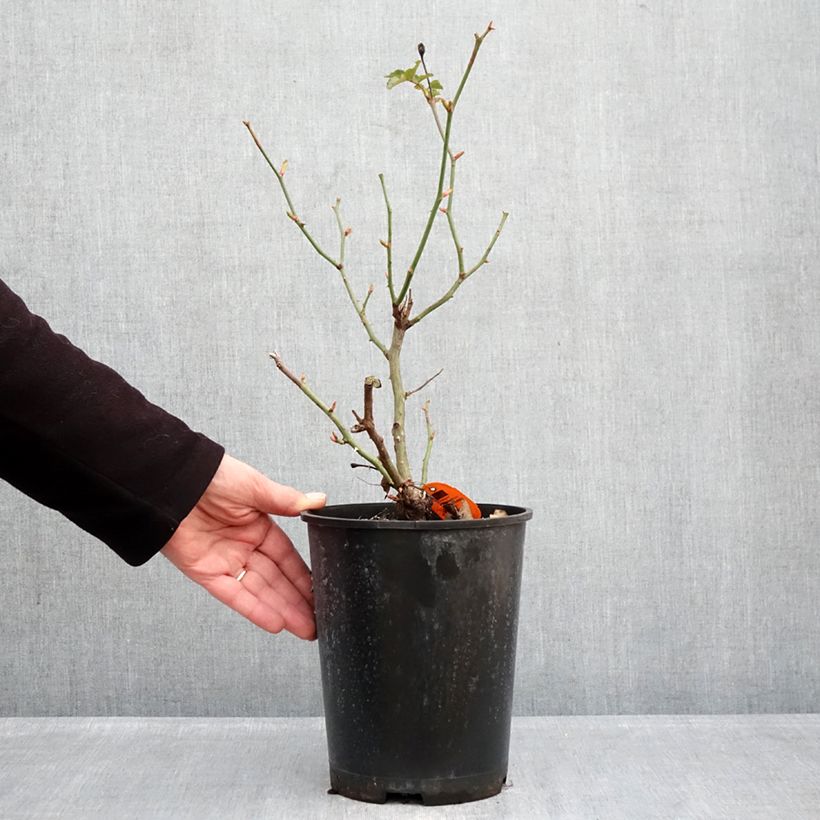 Rosal Deborah Meillandecor - Rosal tapizante Maceta 4L/5L Ejemplar entregado en invierno