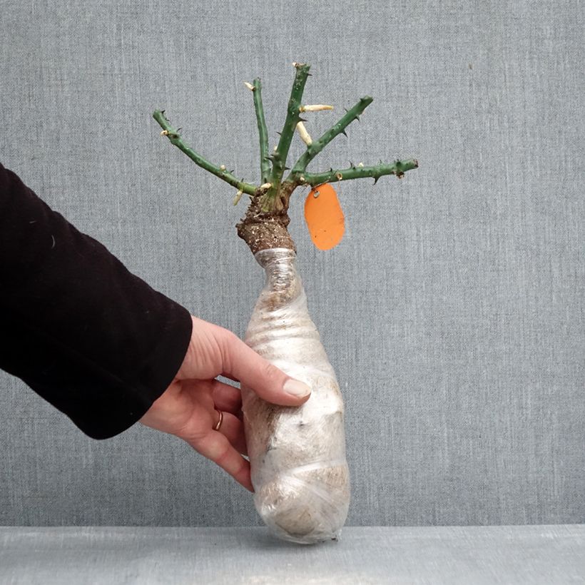 Rosal Deborah Meillandecor - Rosal tapizante Raíz desnuda Ejemplar entregado en invierno