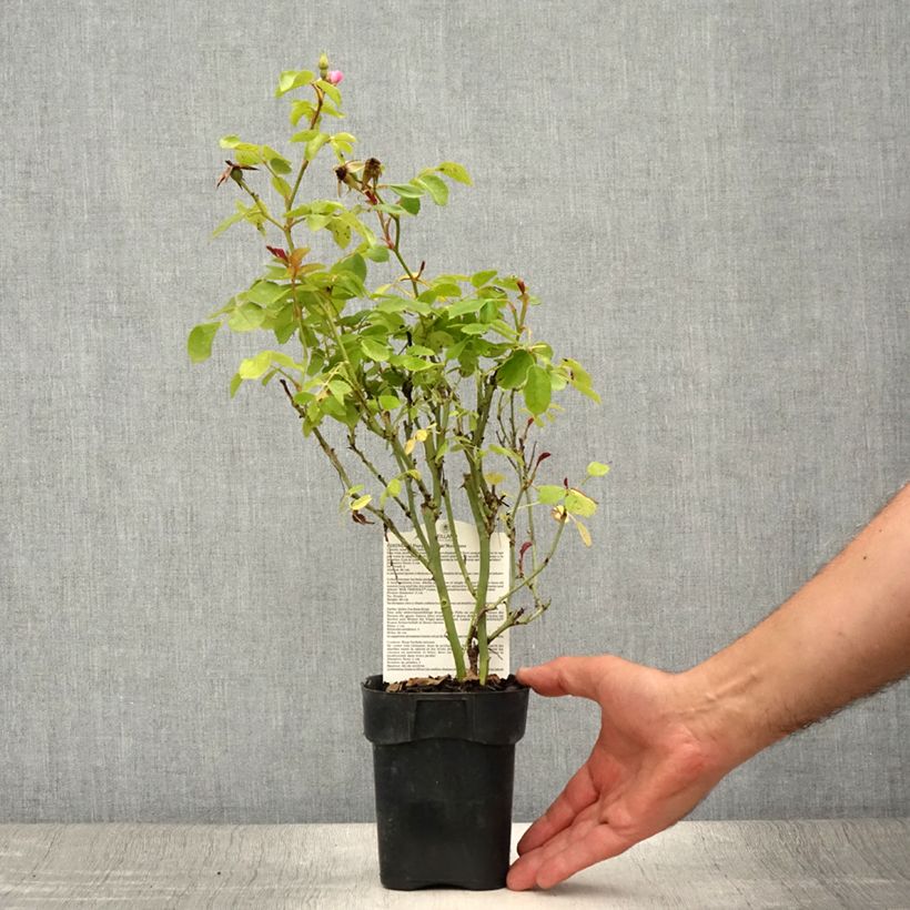 Ejemplar de Rosal Friendly Purple Maceta de 10 cm/11 cm entregado en verano