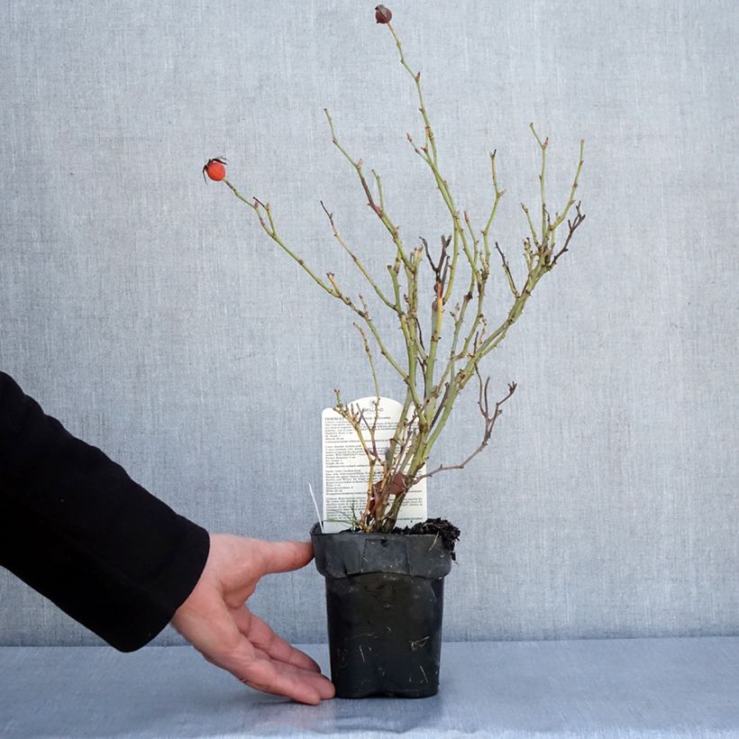 Rosal Friendly Purple Maceta de 10 cm/11 cm Ejemplar entregado en invierno