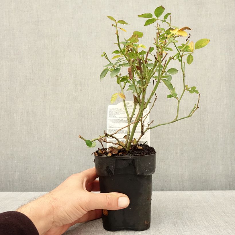 Ejemplar de Rosal Friendly Purple Maceta de 10 cm/11 cm entregado en otoño
