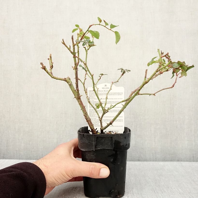 Ejemplar de Rosal Friendly Red Meiariba Maceta de 10 cm/11 cm entregado en otoño