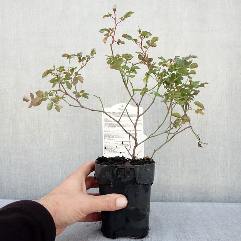 Ejemplar de Rosal Friendly Sweet Maceta de 10 cm/11 cm entregado en otoño