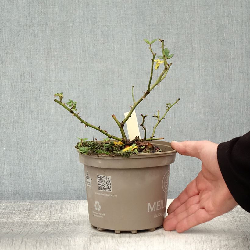 Ejemplar de Rosal Friendly Sweet Maceta 2L/3L entregado en otoño