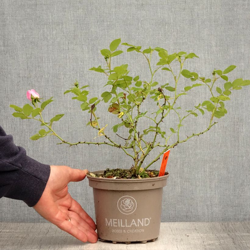 Rosal Friendly Sweet Maceta 2L/3L Ejemplar entregado en la primavera