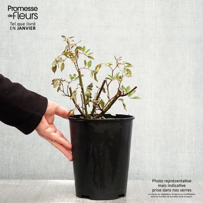 Rosal Gaard um Titzebierg Maceta 4L/5L Ejemplar entregado en invierno