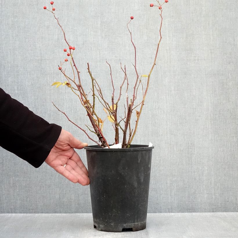 Ejemplar de Rosal Gaard um Titzebierg Maceta 4L/5L entregado en otoño