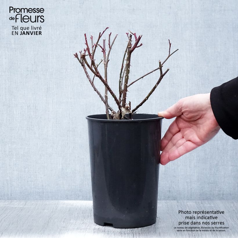 Rosal Golden Wings Maceta 4L/5L Ejemplar entregado en invierno