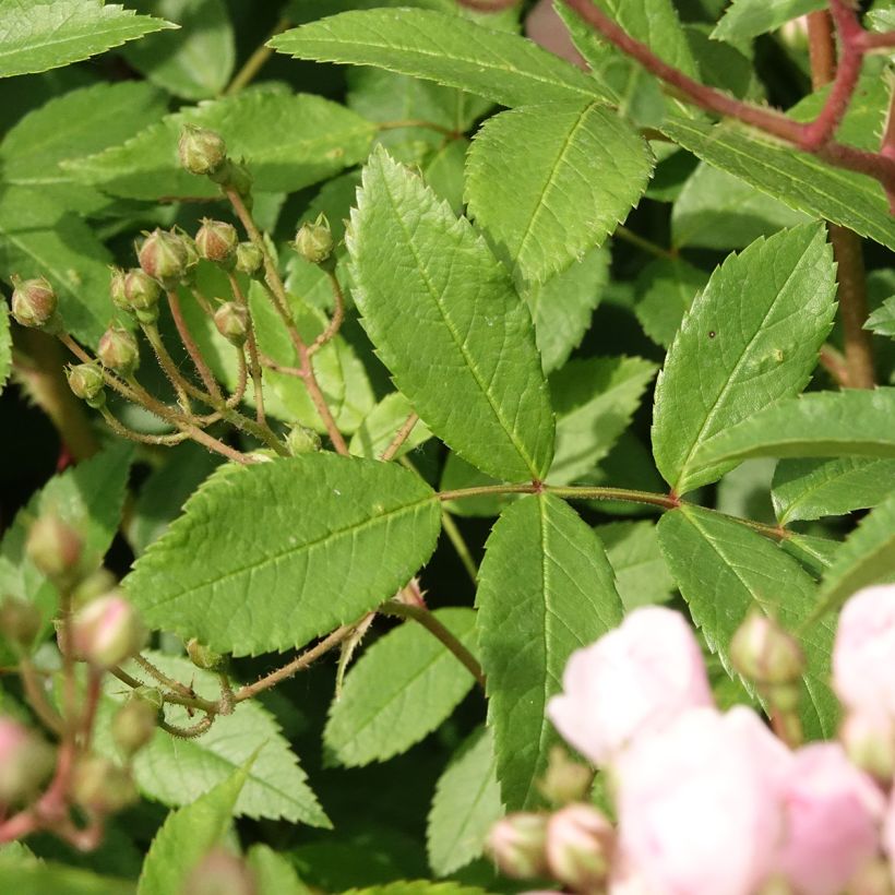 Rosal Heavenly Pink (Follaje)