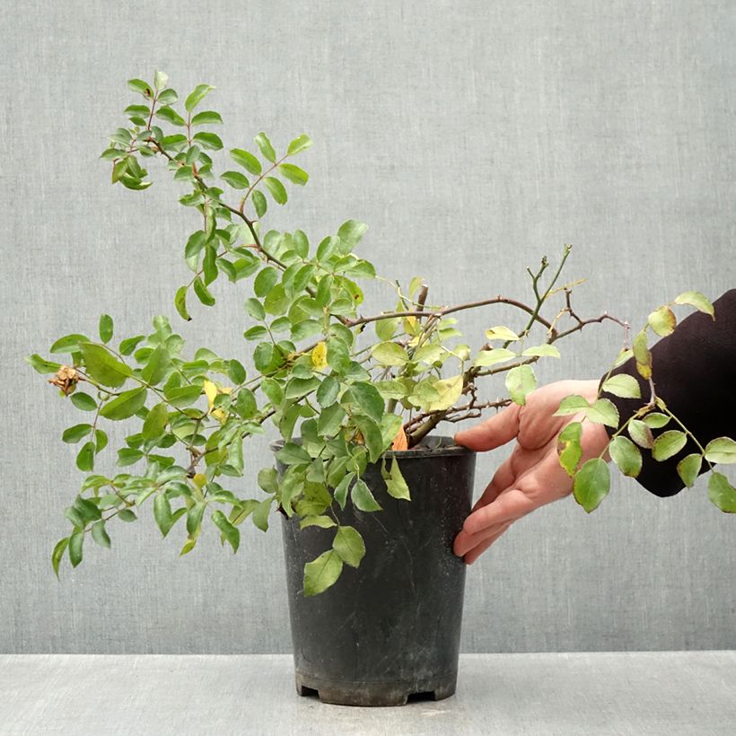 Ejemplar de Rosal Ice Meillandecor - Rosal tapizante Maceta 4L/5L entregado en otoño