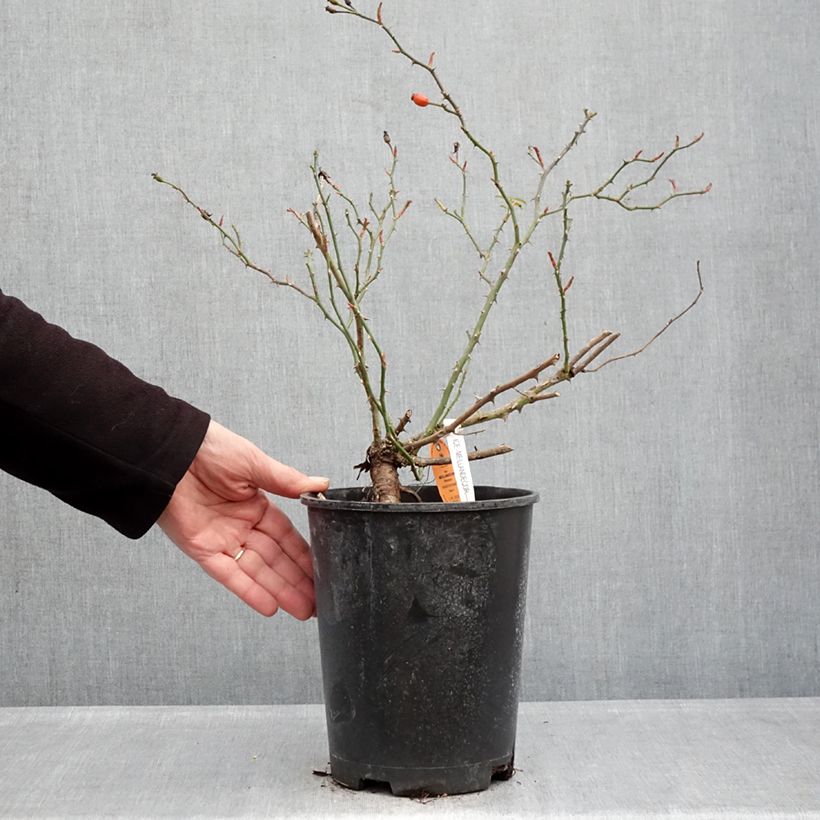 Rosal Ice Meillandecor - Rosal tapizante Maceta 4L/5L Ejemplar entregado en invierno