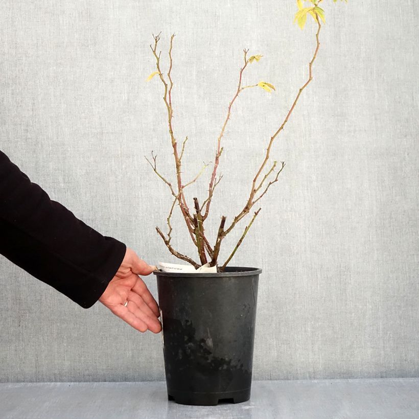 Ejemplar de Rosal Jean de Bruges Maceta 4L/5L entregado en otoño
