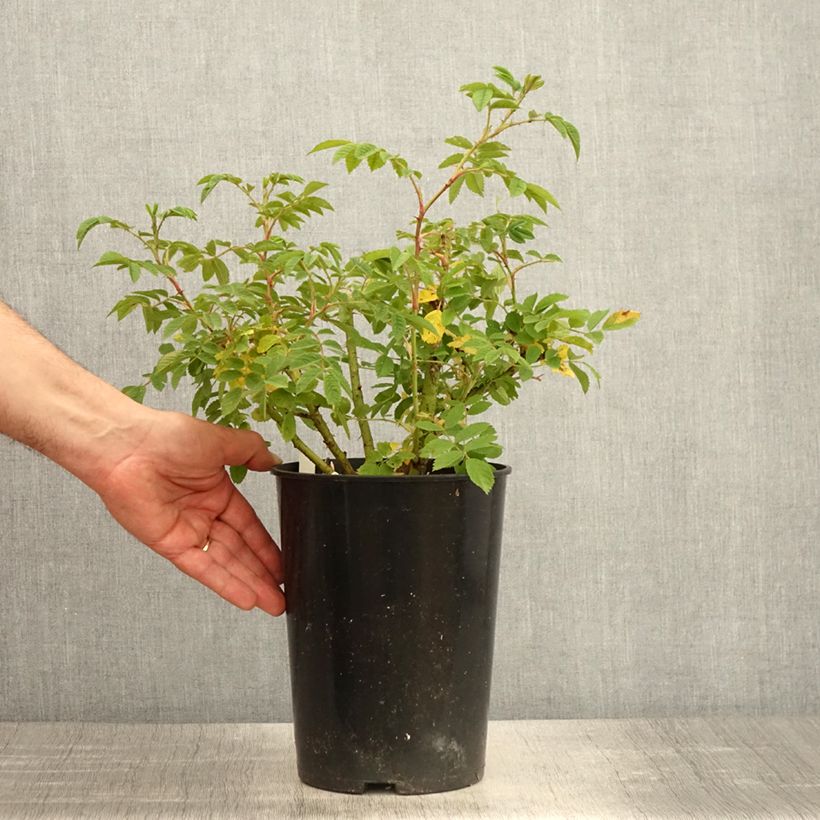 Rosal Jean de Bruges Maceta 4L/5L Ejemplar entregado en la primavera