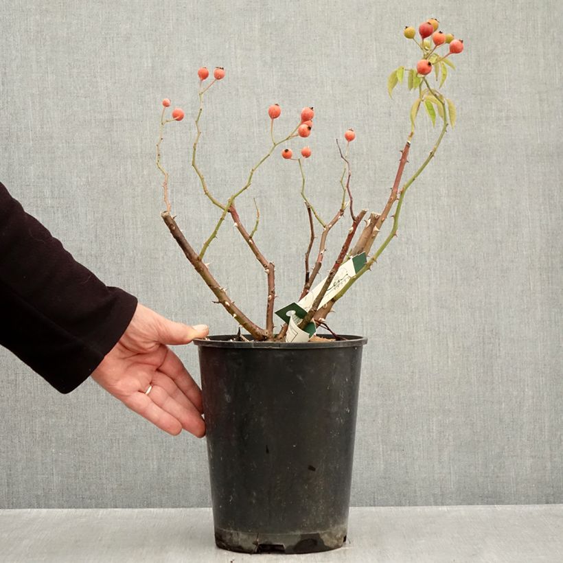 Ejemplar de Rosal Kathleen Maceta 4L/5L entregado en otoño