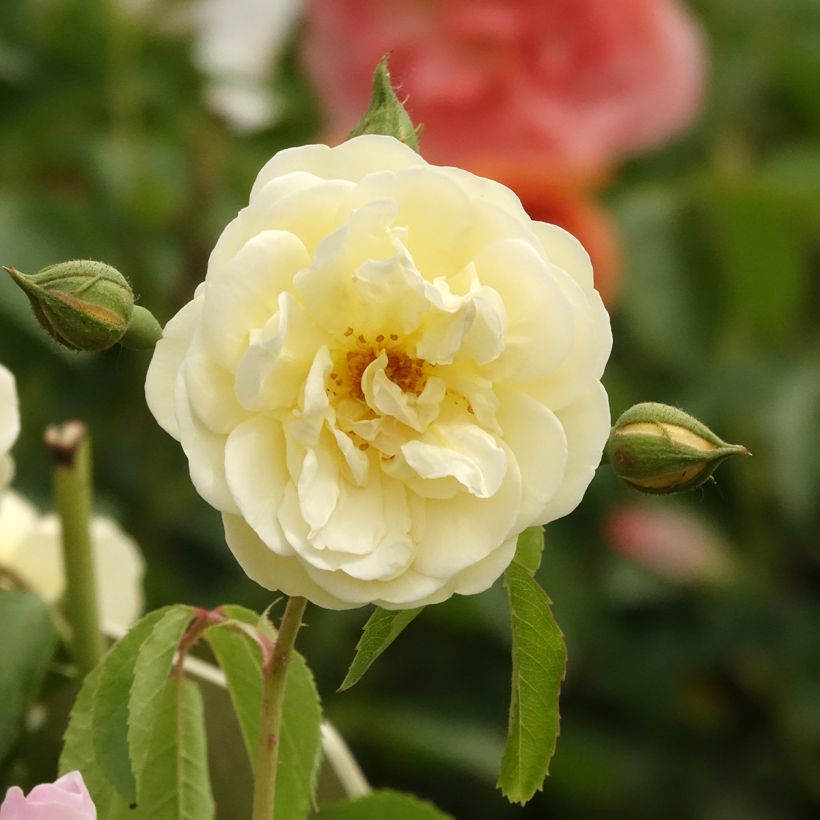 Rosal La feuillerie (Floración)