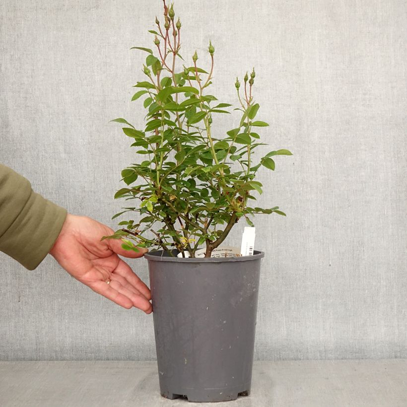 Rosa Machera Maceta 4L/5L Ejemplar entregado en la primavera
