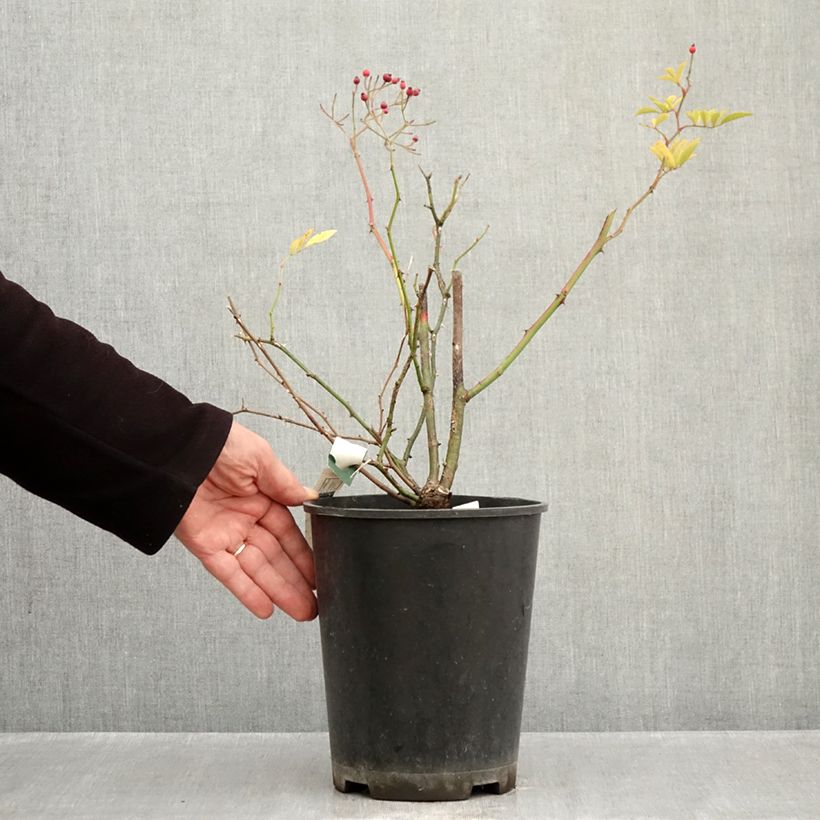 Ejemplar de Rosal Magie d'orient Maceta 4L/5L entregado en otoño
