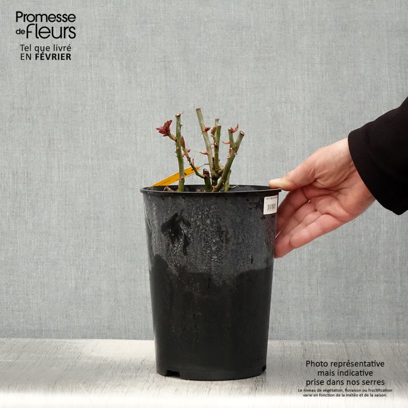 Rosal Mariatheresia Maceta 4L/5L Ejemplar entregado en invierno