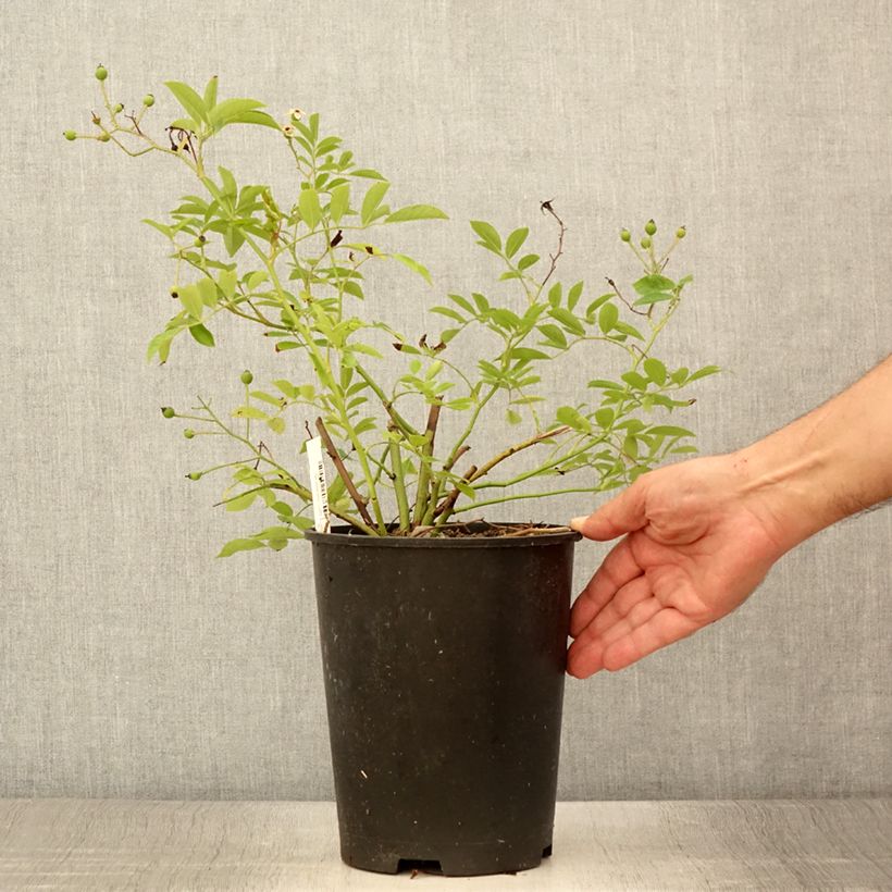 Ejemplar de Rosal Millie Fleur Maceta 4L/5L entregado en verano