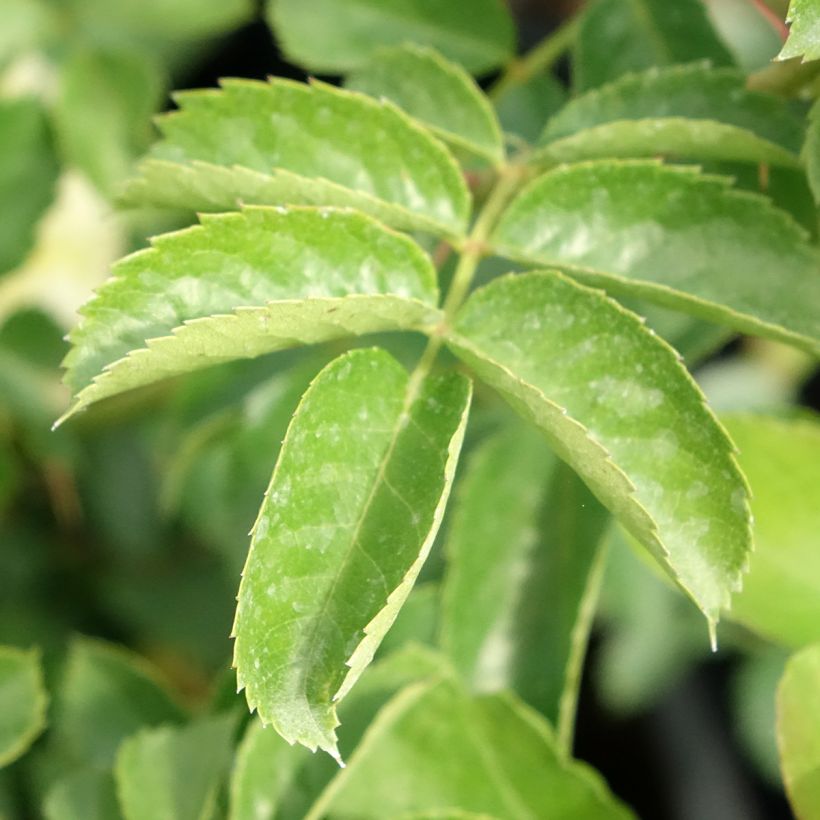 Rosal Nadia Meillandecor - Rosal tapizante (Follaje)