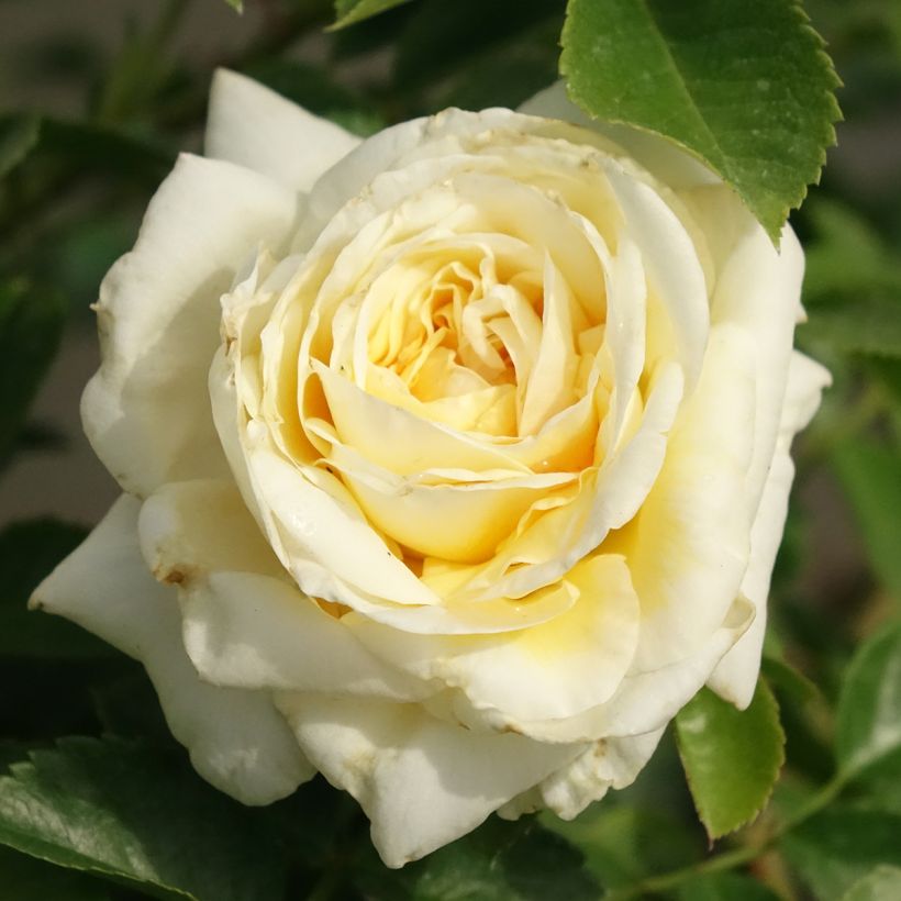 Rosal Nadia Meillandecor - Rosal tapizante (Floración)