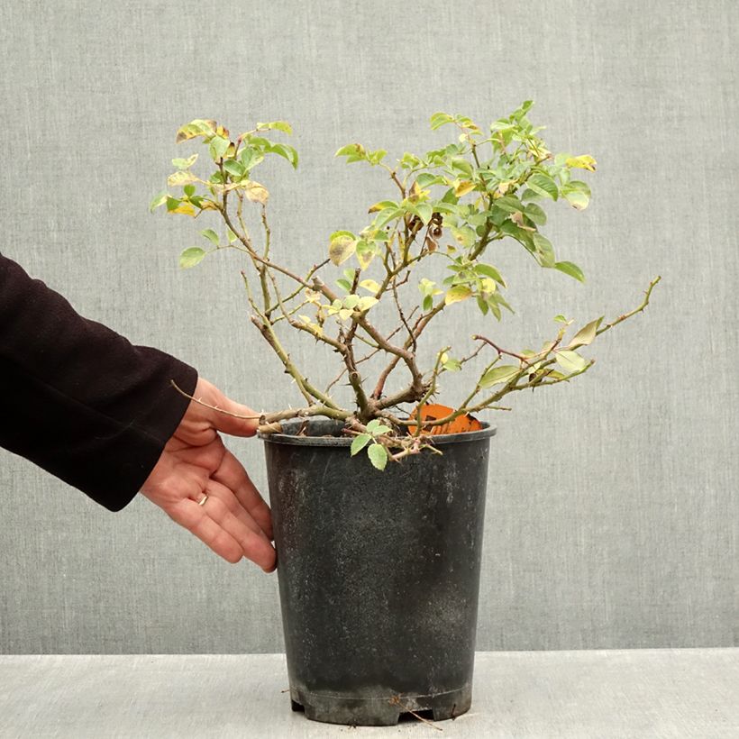 Ejemplar de Rosal Nadia Meillandecor - Rosal tapizante Maceta 4L/5L entregado en otoño