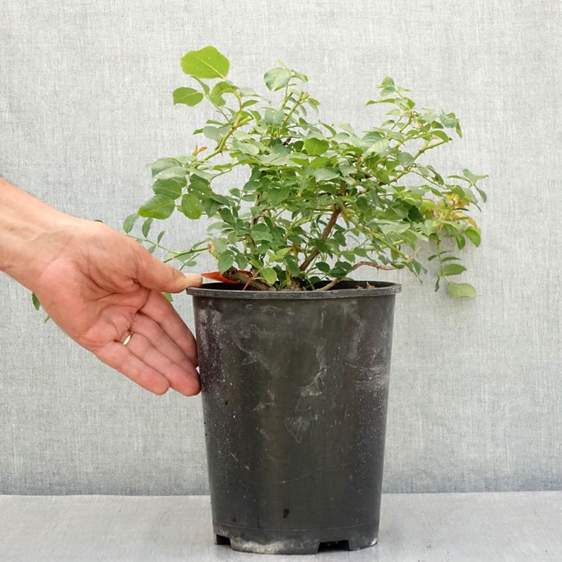 Ejemplar de Rosal Nadia Meillandecor - Rosal tapizante Maceta 4L/5L entregado en verano