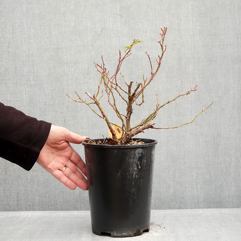 Rosal Nadia Meillandecor - Rosal tapizante Maceta 4L/5L Ejemplar entregado en invierno