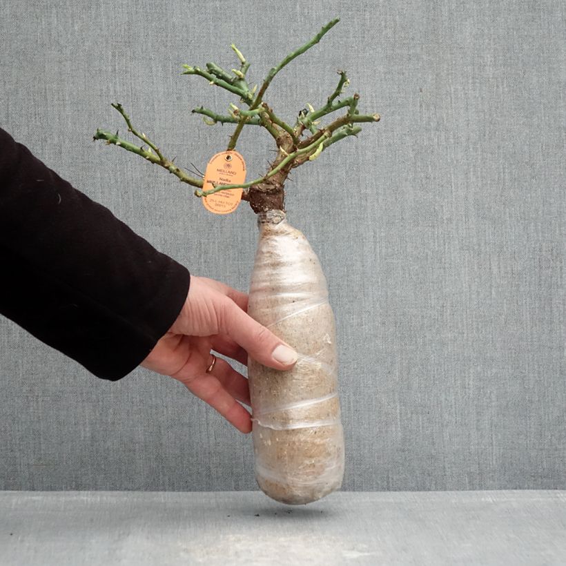 Rosal Nadia Meillandecor - Rosal tapizante Raíz desnuda Ejemplar entregado en invierno