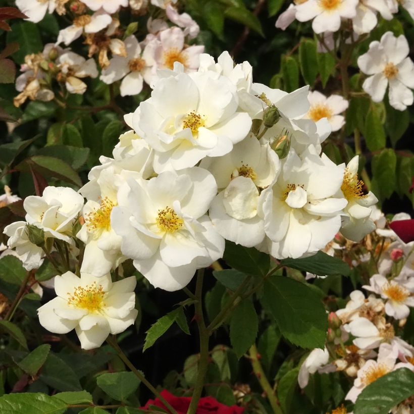 Rosal Omi Oswald (Floración)